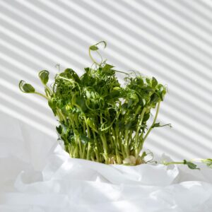 Mikorzöld, csíráztatás