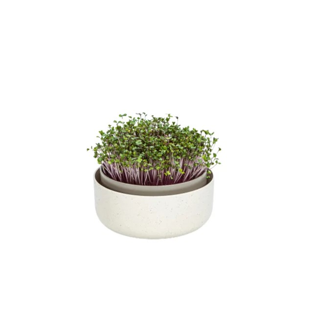 Plastia microgreens csíráztató edény - kávé